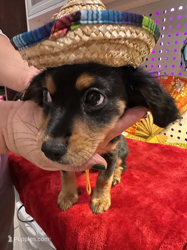 Male Chilier Puppy – Cavalier King Charles Spaniel, Chihuahua puppy for sale in Los Angeles, CA