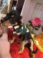 Male Chilier Puppy, a male Cavalier King Charles Spaniel and Chihuahua for sale in Los Angeles, CA – 7 of 7
