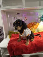 Male Chilier Puppy, a male Cavalier King Charles Spaniel and Chihuahua for sale in Los Angeles, CA – 6 of 7