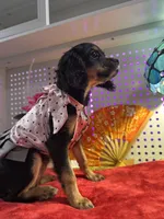 Female Chilier Puppy , a female Cavalier King Charles Spaniel and Chihuahua for sale in Los Angeles, CA – 5 of 5