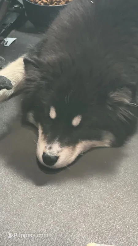 Koda  – Pomsky puppy for sale in Hagerstown, MD