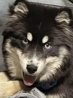 Koda , a male Pomsky for sale in Hagerstown, MD – Photo 2 of 2