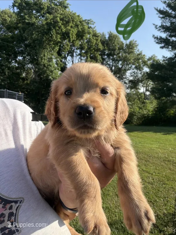 Green – Golden Retriever puppy for sale in Trenton, MO