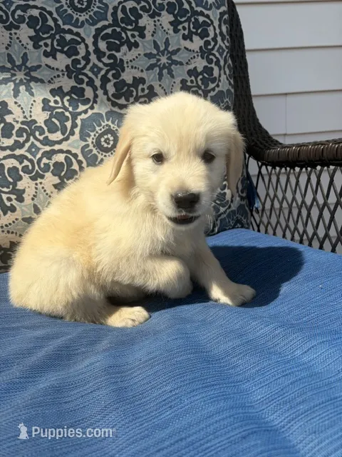 Green  – Golden Retriever puppy for sale in Trenton, MO