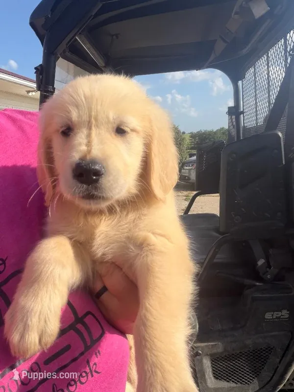 Pink  – Golden Retriever puppy for sale in Trenton, MO