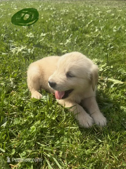 Green , a male Golden Retriever for sale in Trenton, MO – 1 of 2