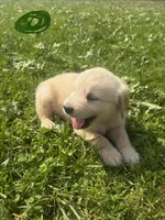 Green , a male Golden Retriever for sale in Trenton, MO – 1 of 2