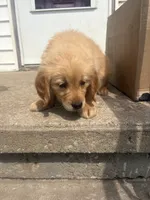 Purple, a female Golden Retriever for sale in Trenton, MO – 2 of 3