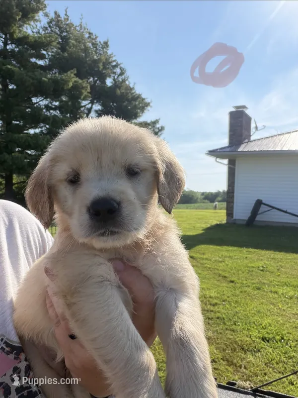Tan – Golden Retriever puppy for sale in Trenton, MO