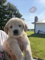 Tan, a female Golden Retriever for sale in Trenton, MO – 1 of 1
