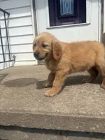 Purple, a female Golden Retriever for sale in Trenton, MO – 3 of 3