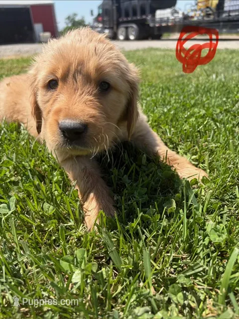 Red – Golden Retriever puppy for sale in Trenton, MO