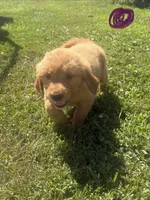 Purple, a female Golden Retriever for sale in Trenton, MO – 3 of 3