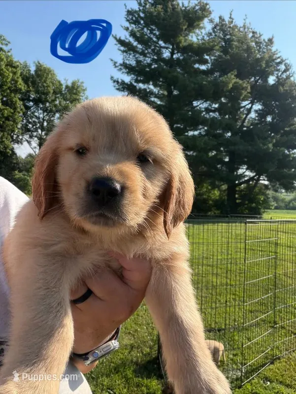 Blue  – Golden Retriever puppy for sale in Trenton, MO