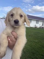 Tiny , a female Golden Retriever for sale in Trenton, MO – 2 of 2
