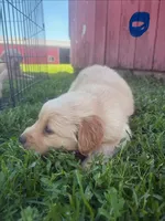 Blue , a male Golden Retriever for sale in Trenton, MO – 2 of 2