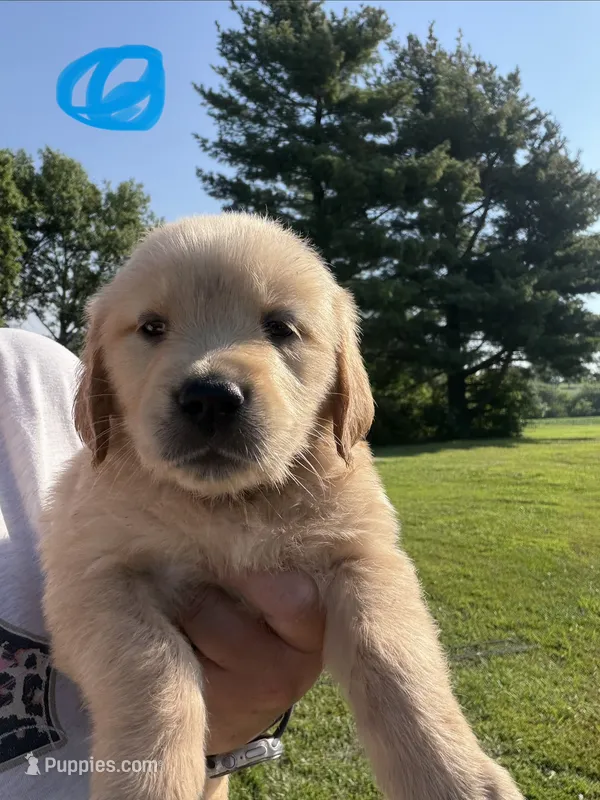 Teal – Golden Retriever puppy for sale in Trenton, MO