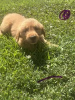 Purple, a female Golden Retriever for sale in Trenton, MO – 2 of 3