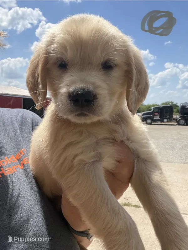 Tan – Golden Retriever puppy for sale in Trenton, MO