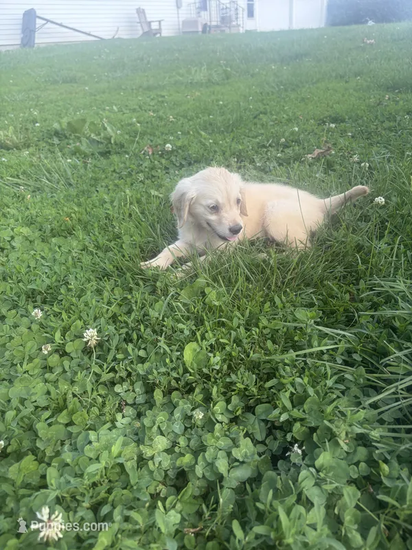Tiny  – Golden Retriever puppy for sale in Trenton, MO