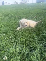 Tiny , a female Golden Retriever for sale in Trenton, MO – 1 of 2