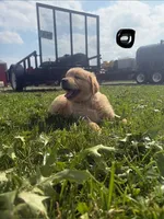 Black, a male Golden Retriever for sale in Trenton, MO – 2 of 2