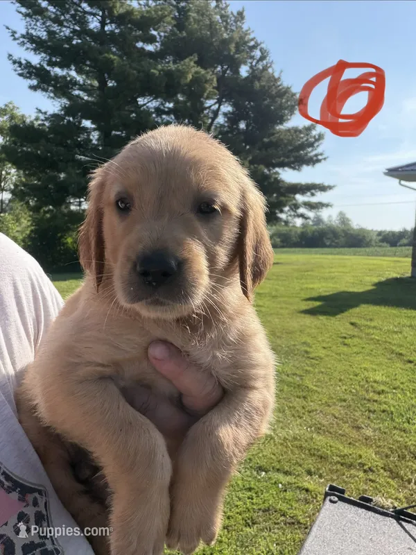 Red – Golden Retriever puppy for sale in Trenton, MO