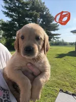 Red, a male Golden Retriever for sale in Trenton, MO – 1 of 1