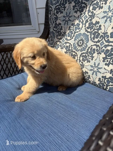 Blue  – Golden Retriever puppy for sale in Trenton, MO