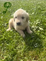 Green , a male Golden Retriever for sale in Trenton, MO – 2 of 2