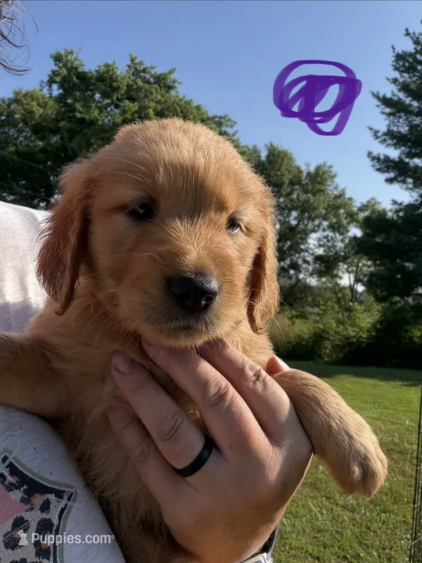 Purple – Golden Retriever puppy for sale in Trenton, MO