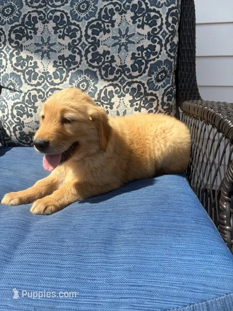Red – Golden Retriever puppy for sale in Trenton, MO