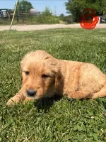 Red, a male Golden Retriever for sale in Trenton, MO – 3 of 3