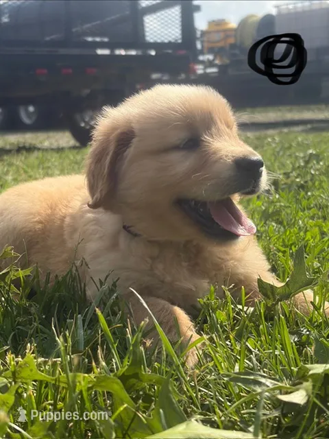 Black – Golden Retriever puppy for sale in Trenton, MO