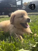 Black, a male Golden Retriever for sale in Trenton, MO – 1 of 2
