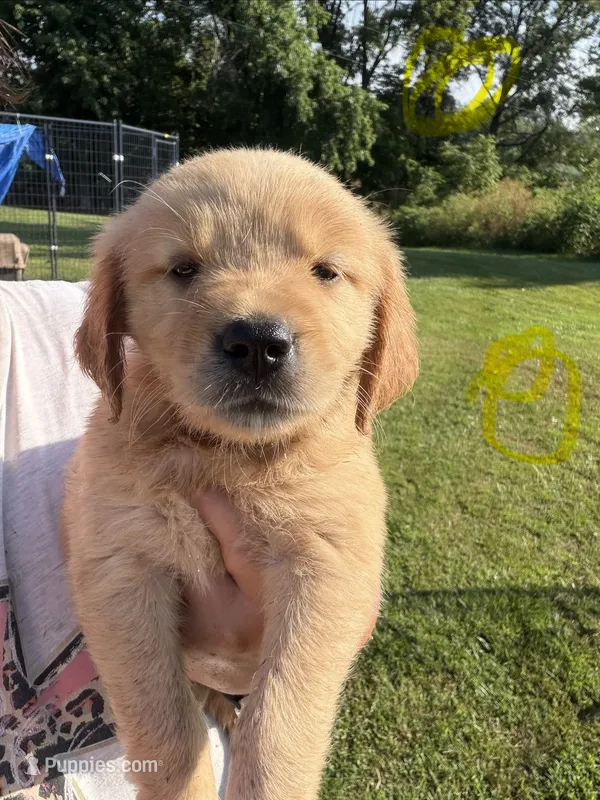 Yellow – Golden Retriever puppy for sale in Trenton, MO