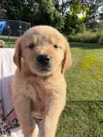 Yellow, a female Golden Retriever for sale in Trenton, MO – 1 of 1