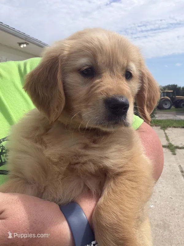 Purple – Golden Retriever puppy for sale in Trenton, MO