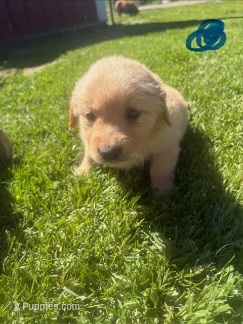 Blue , a male Golden Retriever for sale in Trenton, MO – 1 of 2