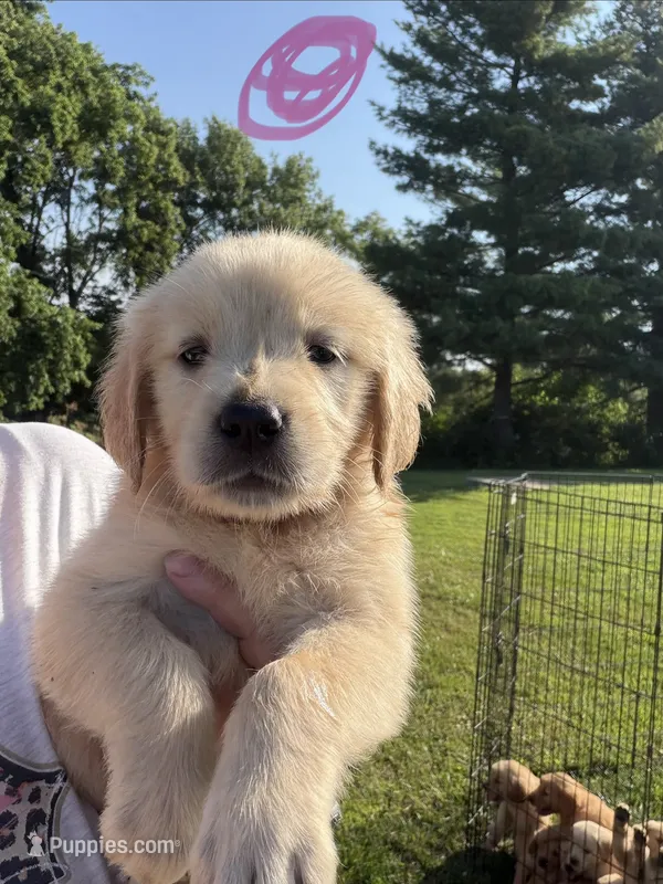 Pink  – Golden Retriever puppy for sale in Trenton, MO