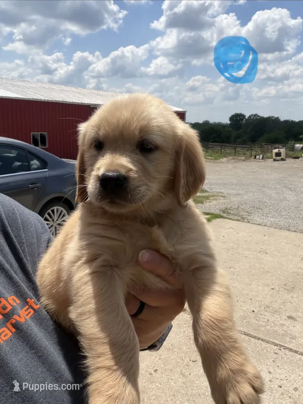 Teal – Golden Retriever puppy for sale in Trenton, MO