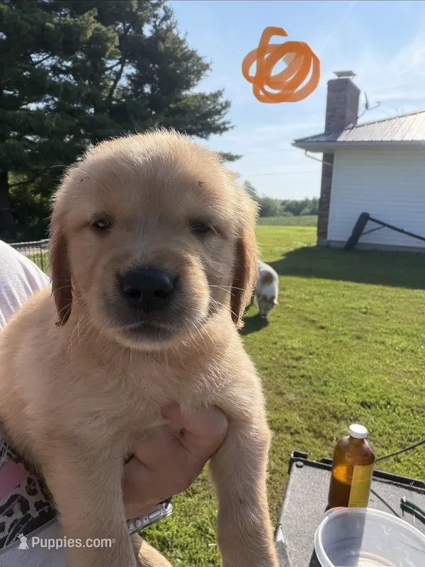 Orange – Golden Retriever puppy for sale in Trenton, MO