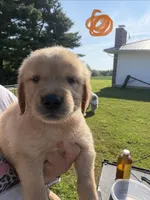 Orange, a male Golden Retriever for sale in Trenton, MO – 1 of 1