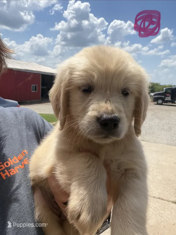 Pink  – Golden Retriever puppy for sale in Trenton, MO