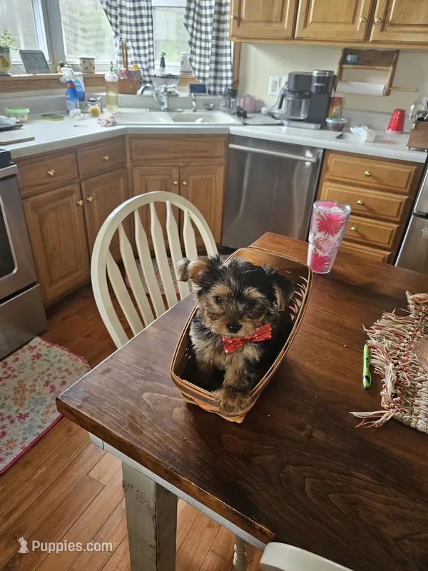 Rudy  – Yorkshire Terrier puppy for sale in Bedford, IN