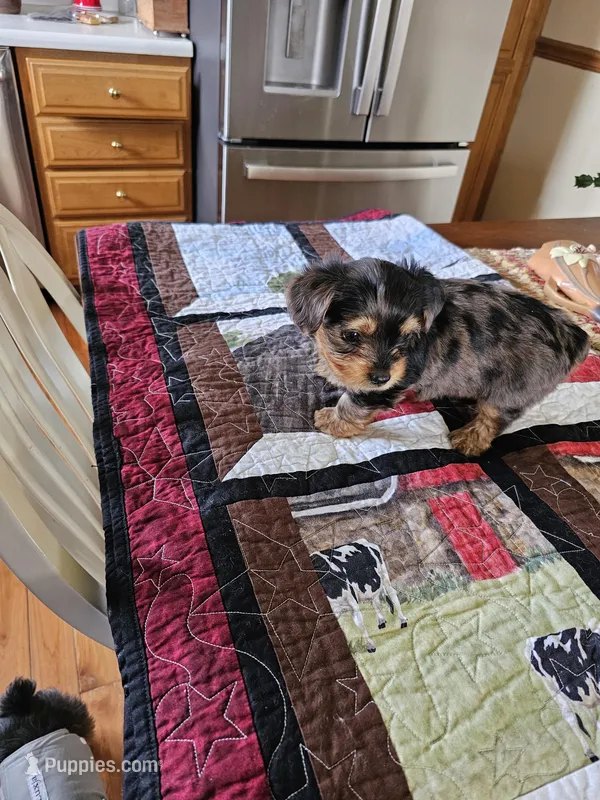 Rudy  – Yorkshire Terrier puppy for sale in Bedford, IN