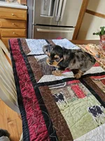 Bella , a female Yorkshire Terrier for sale in Bedford, IN – Photo 2 of 2