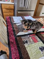 Bella , a female Yorkshire Terrier for sale in Bedford, IN – Photo 1 of 2