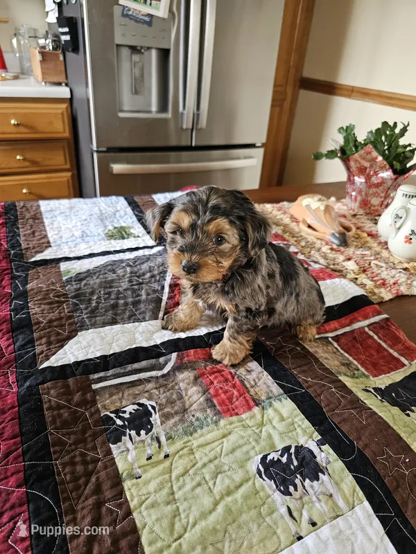 Buddy  – Yorkshire Terrier puppy for sale in Bedford, IN