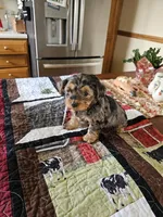 Susie , a female Yorkshire Terrier for sale in Bedford, IN – Photo 2 of 2